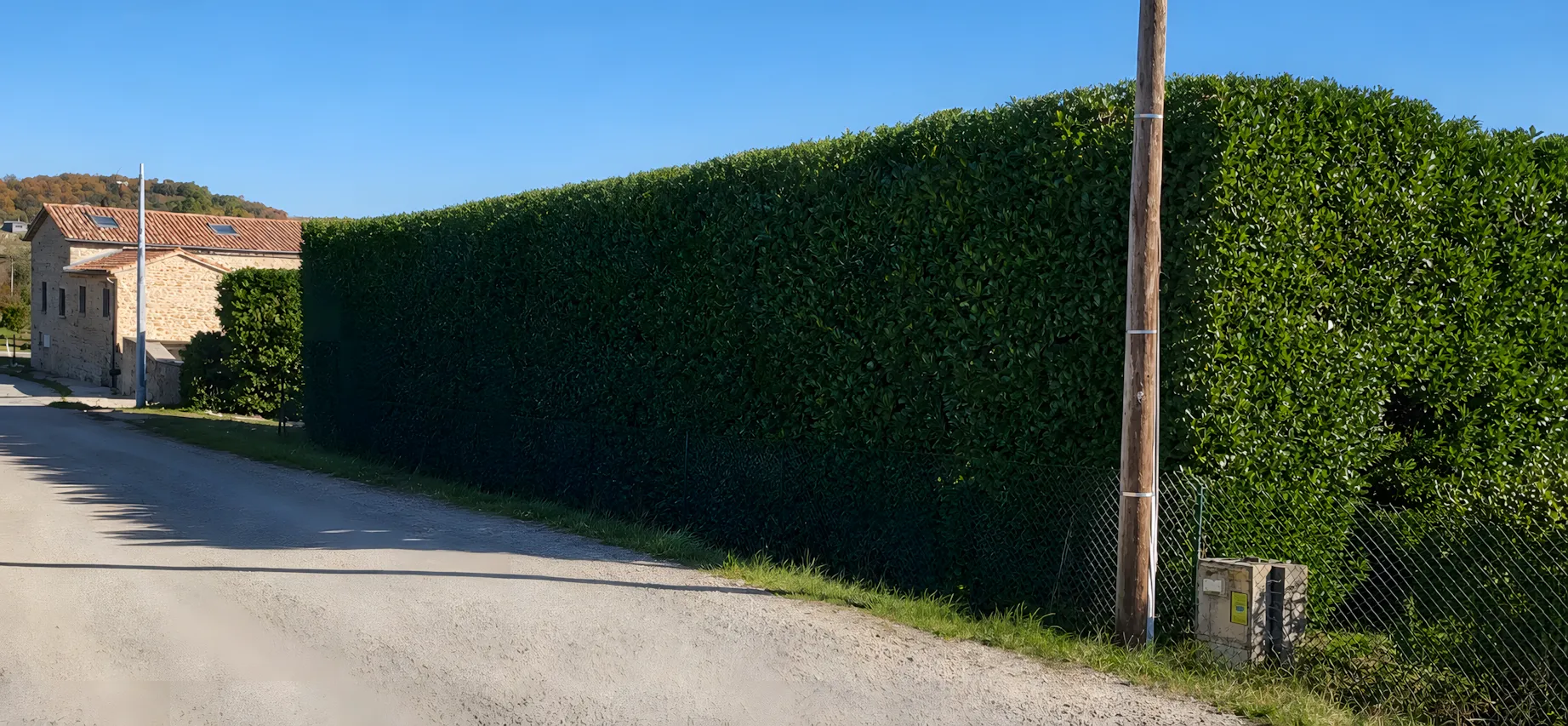 Haie haute parfaitement taillée le long d’une route, près de Barjac